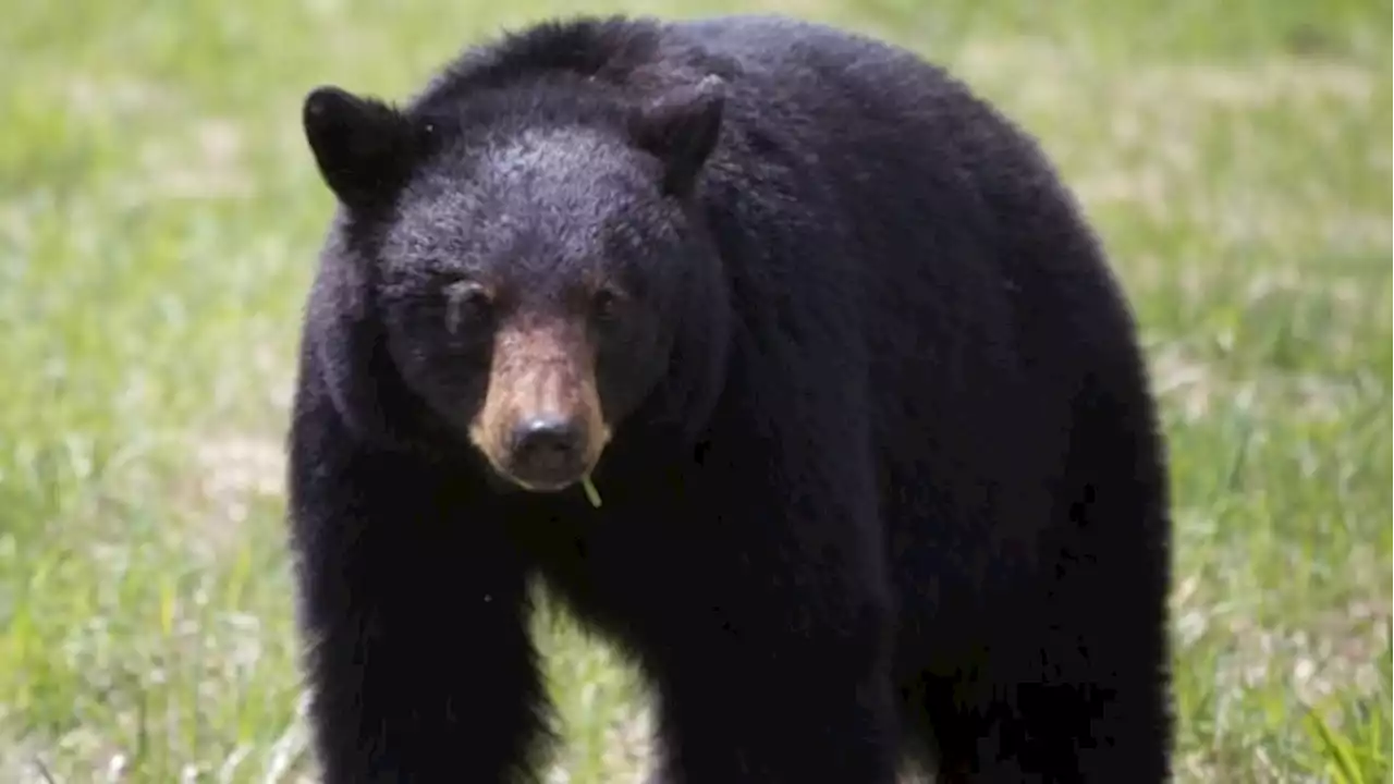 21 bears killed in less than 3 weeks in Prince George, B.C.