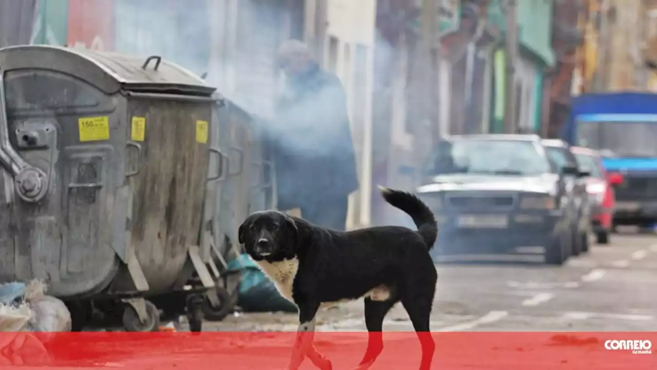 Número de animais para adoção supera os dados oficiais