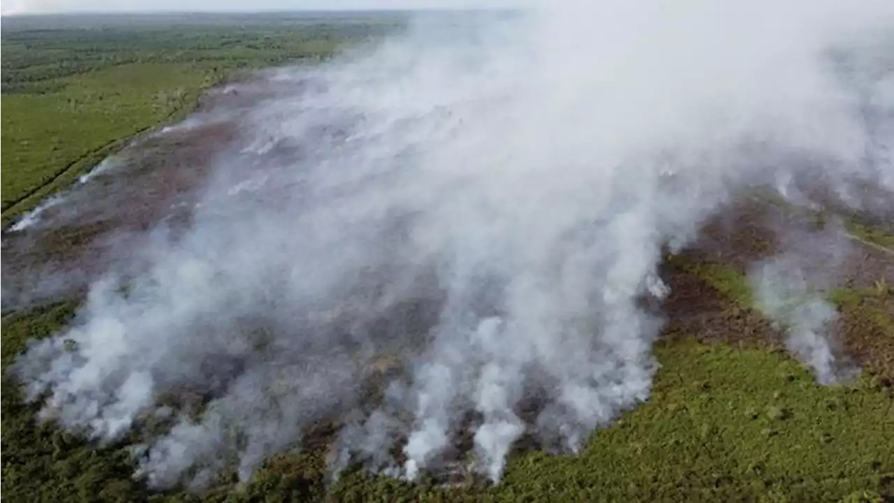 229 Ha Hutan di Jambi Terbakar Sepanjang 2023, Satgas Salahkan Warga