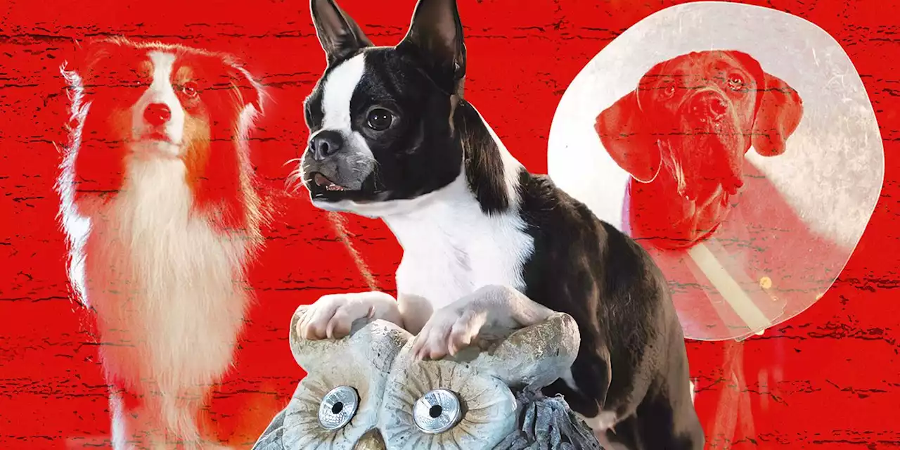 ‘Strays’ Director Filmed 95% of the Movie With Real Dogs, Not CGI