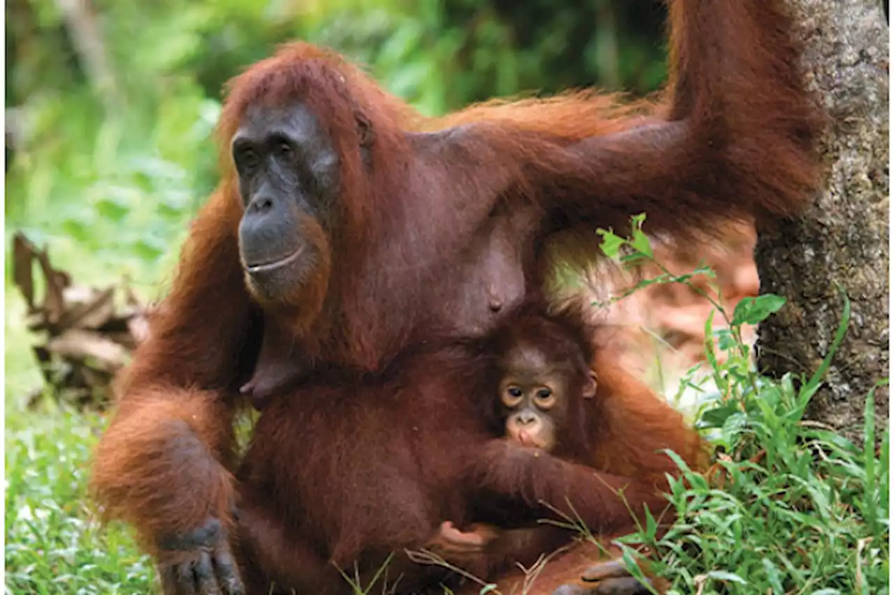 RM1.2m to fund study on orang-utan population