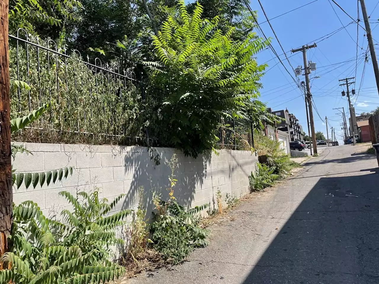 Reader: I See Weeds All Over, Particularly on City Property Like Parks!