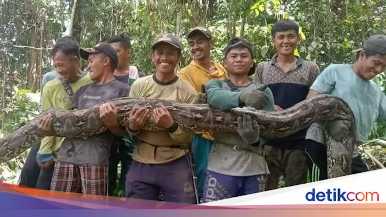 Ular Piton 7 Meter di Buol Sulteng Bikin Geger, Langsung Dibunuh Warga