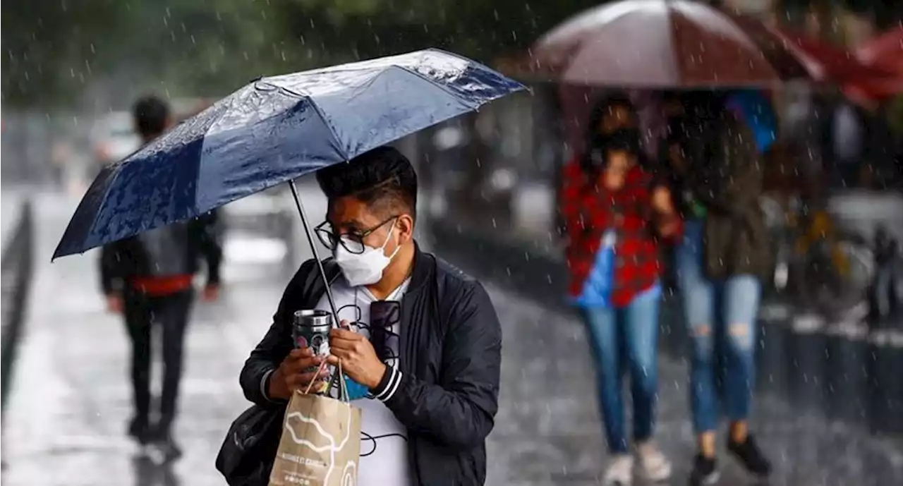 Lluvias CDMX: ¿cómo solicitar poda de árboles para prevenir que caigan?