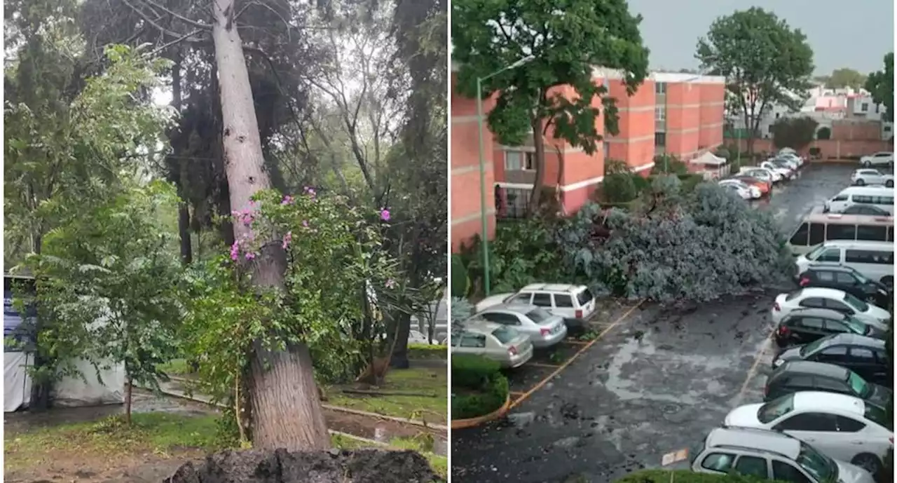 Tlalpan atiende incidentes tras fuertes lluvias; reportan 14 árboles caídos