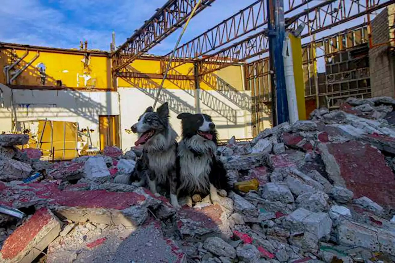 Así identificarán los hogares con mascotas para ayudarlas en caso de emergencia