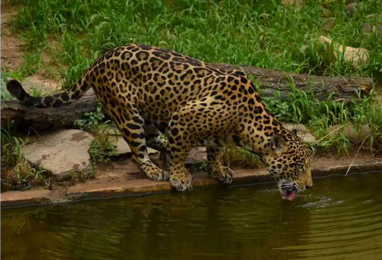 “Reforzaremos las estrategias” Minambiente sobre el jaguar asesinado en Chocó