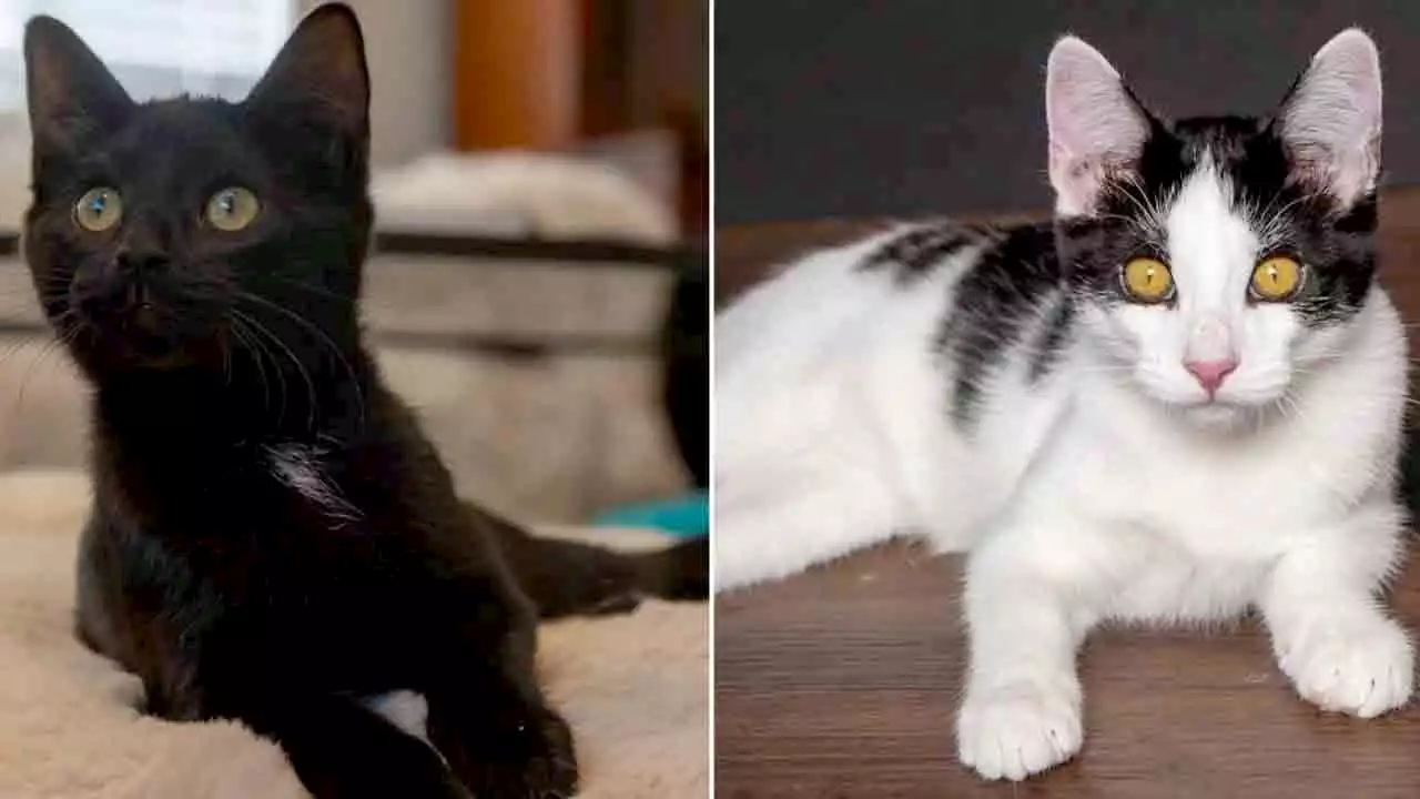 Utah kittens Romulus and Remus seek a loving new home together