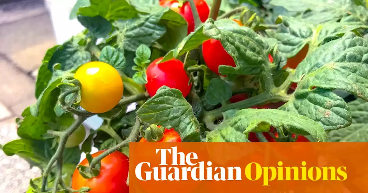 Gardening is supposed to be good for you – so why do I feel such self-loathing?