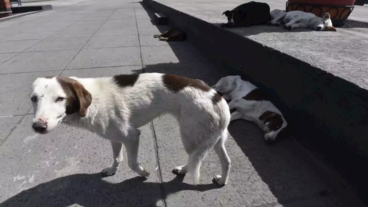 Maltrato animal en Huixquilucan: albañil le revienta un palo a un perrito