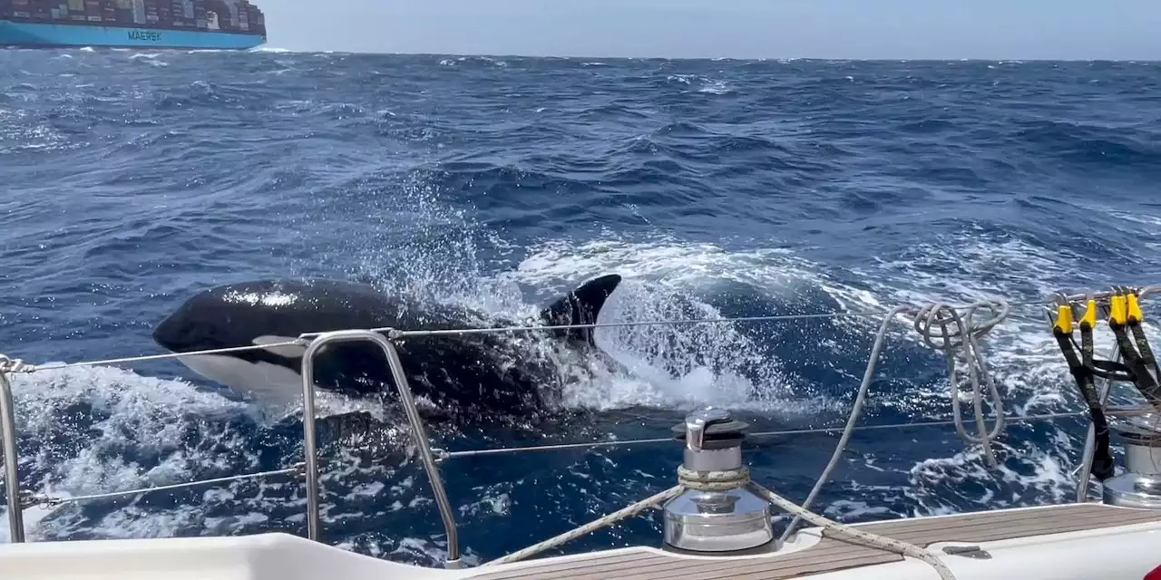 Schüsse auf bedrohte Orcas: Nun Hass-Welle gegen Segler