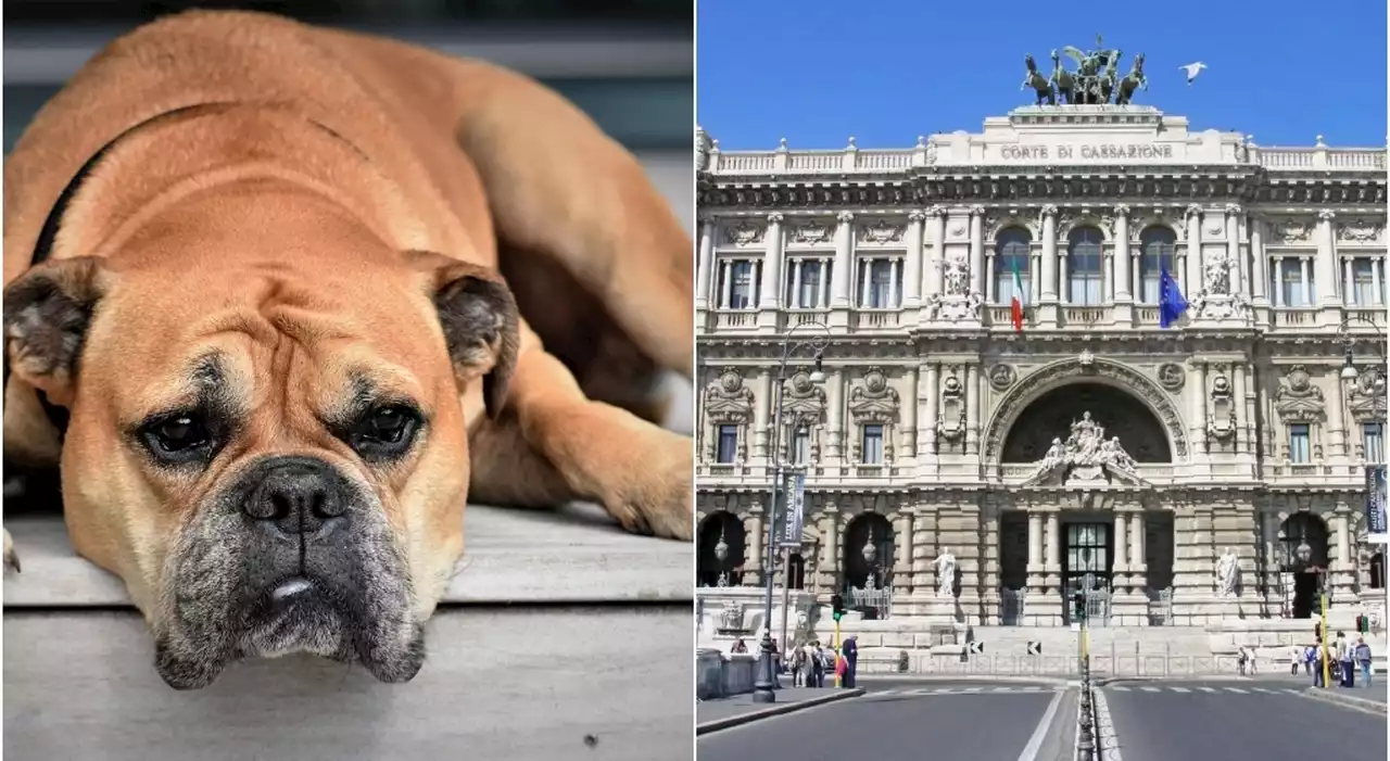 Ex fidanzato porta via il cane, la sentenza della Cassazione: «Danno alla salute, va restituito»