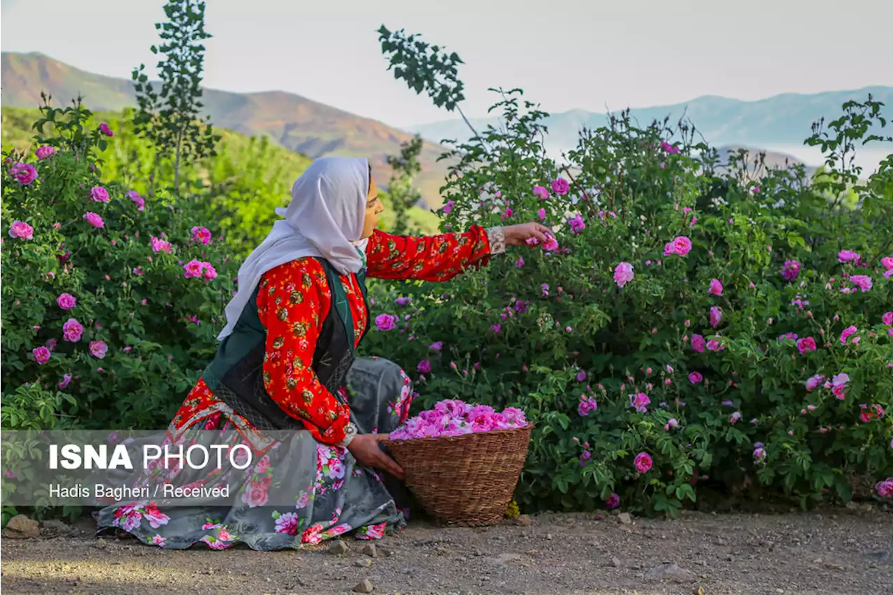 تولید ۷۰۰ تن انواع گیاهان دارویی در مزارع کشاورزی قزوین