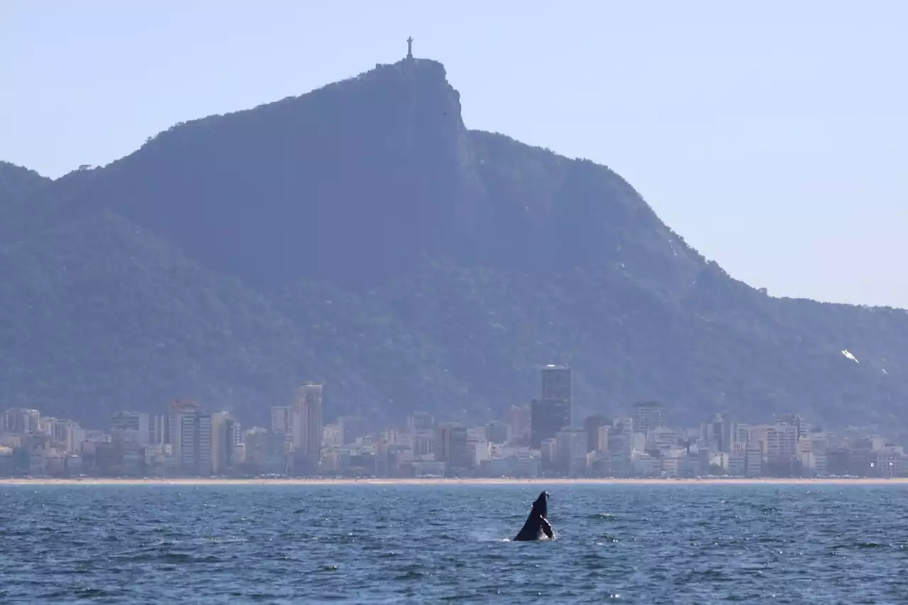 Conheça a baleia Tatiana, o bebê jubarte que é o mais novo morador da orla do Rio