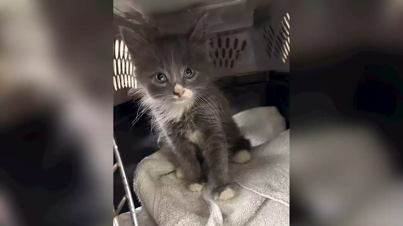 Kitten found in stolen car belonged to one of the suspects, police say