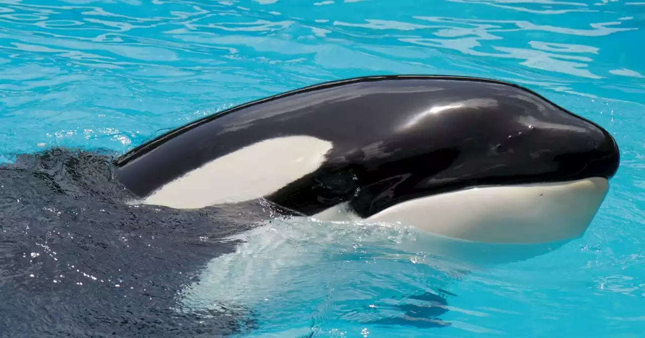 Lolita, oldest orca held in captivity, dies before chance to return to the ocean