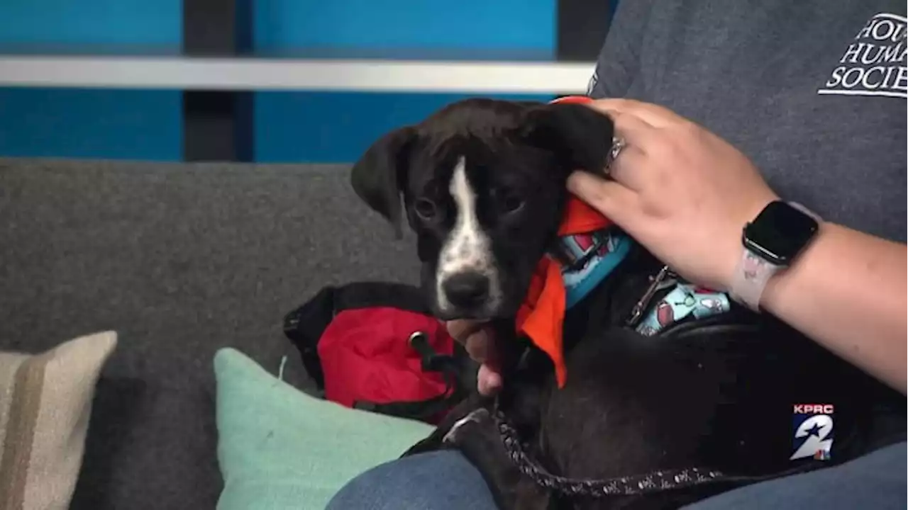 KPRC 2 Pet Project: Meet Logan, the pup who loves taking naps