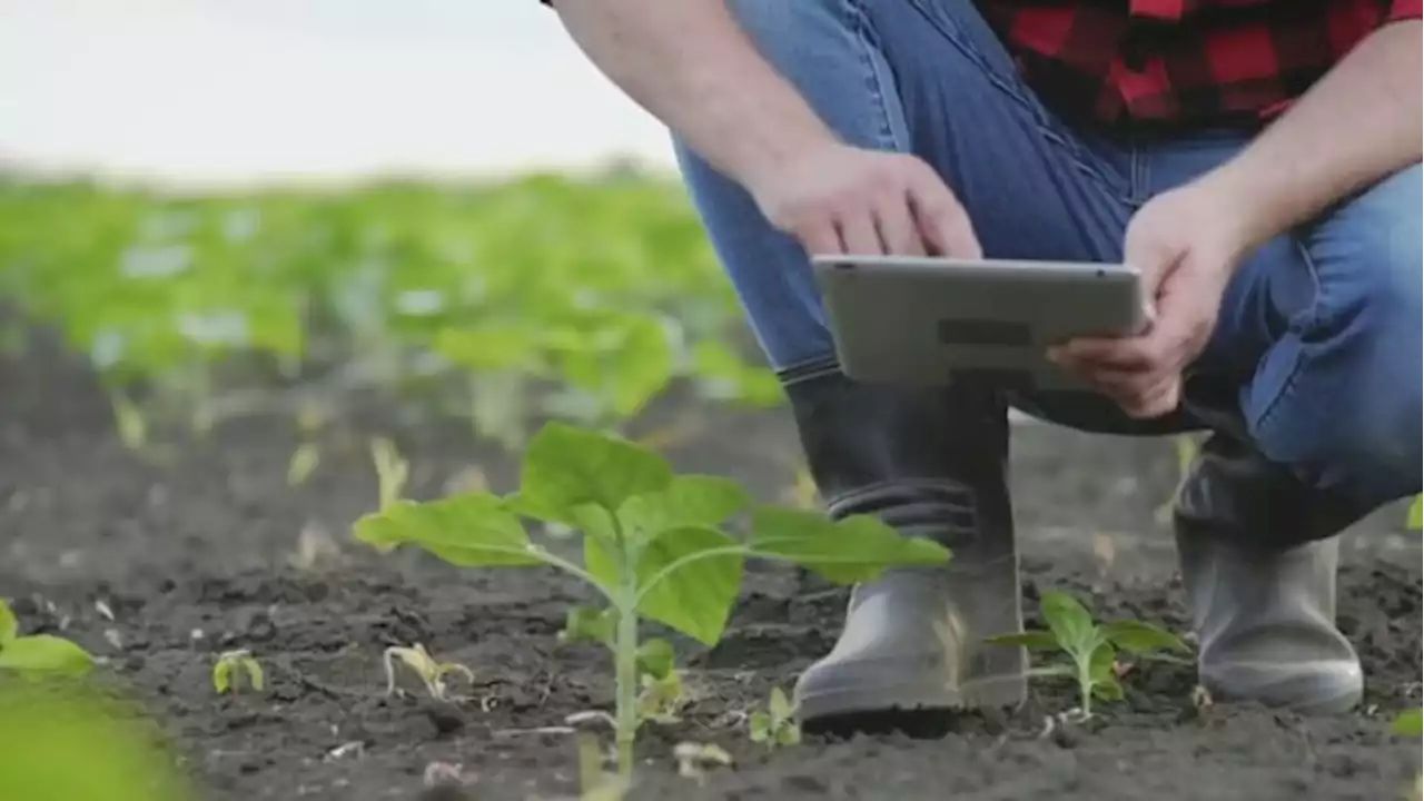 Summer heat could have impact on future crops