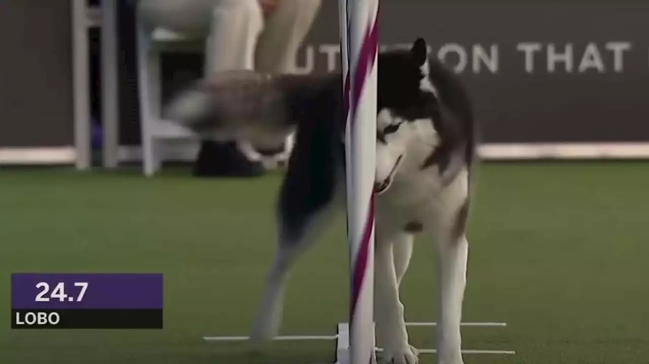 Have You Seen This? 2 dogs run the same but very different agility races