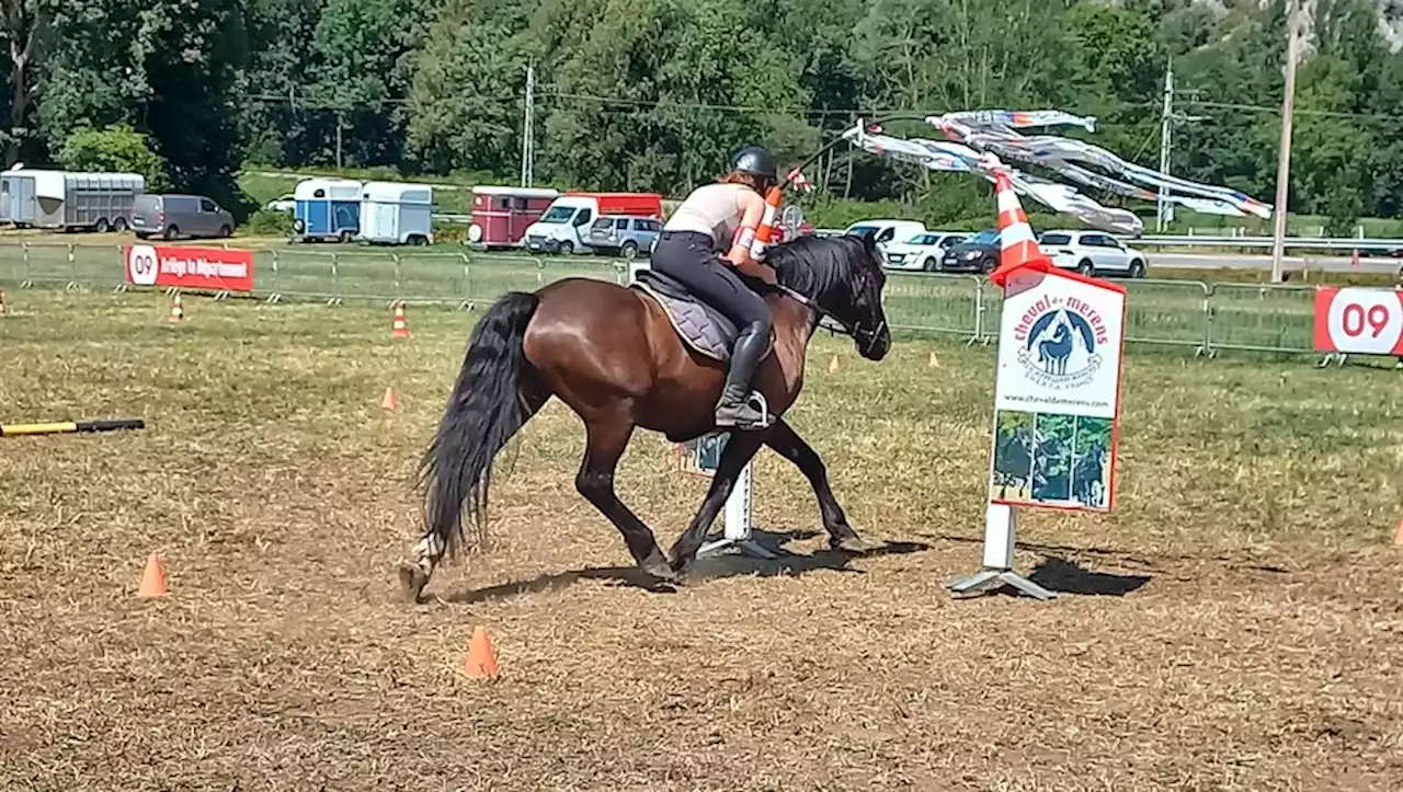 Ariège : encore une journée ce 20 août pour rencontrer le cheval de Mérens