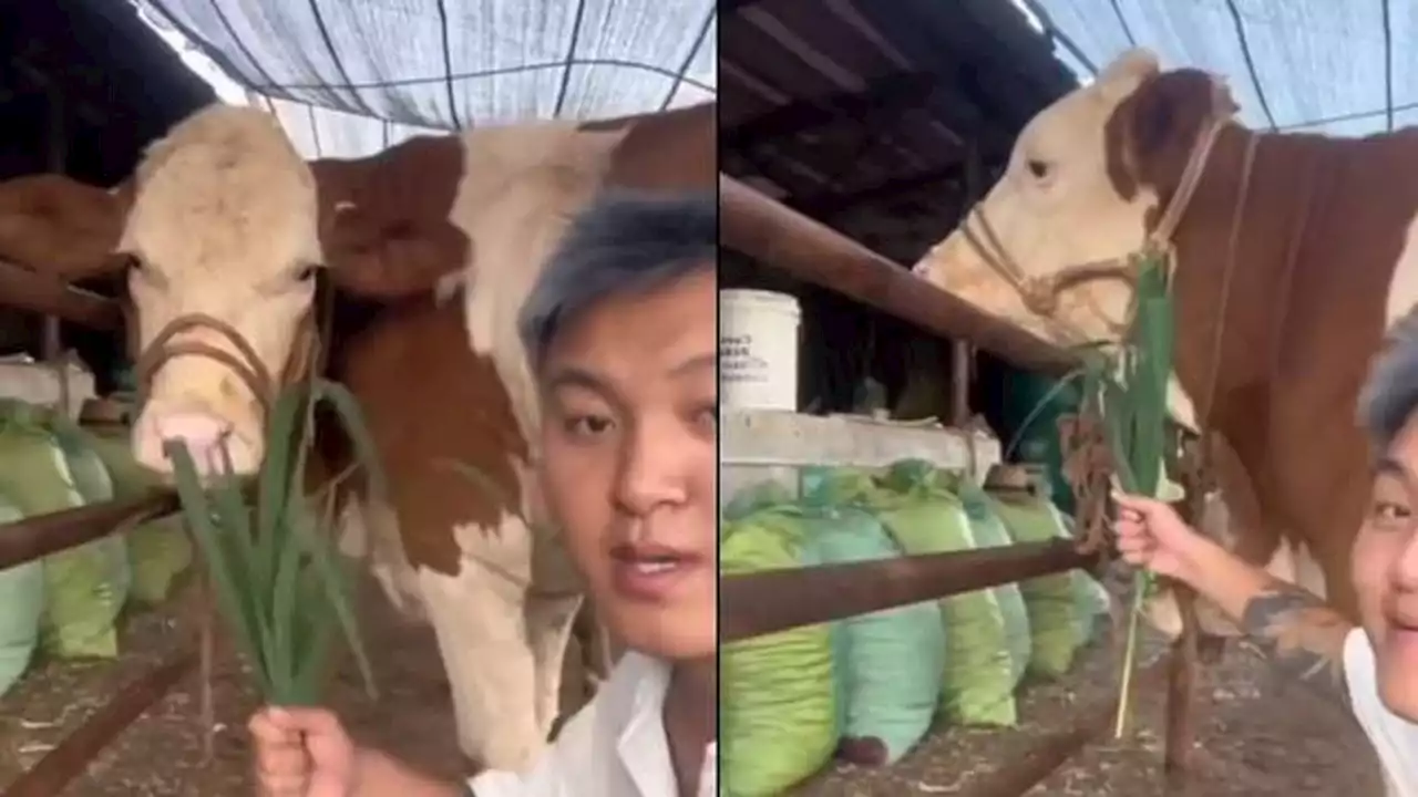 Viral Ekspresi Kocak Sapi Ngambek Karena Dikerjai Ini Bikin Tepuk Jidat