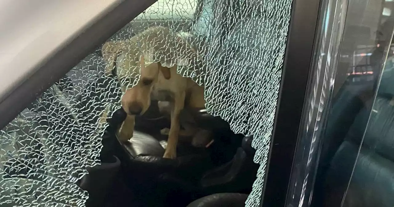 Windows smashed to rescue dog 'locked in campervan for three days'