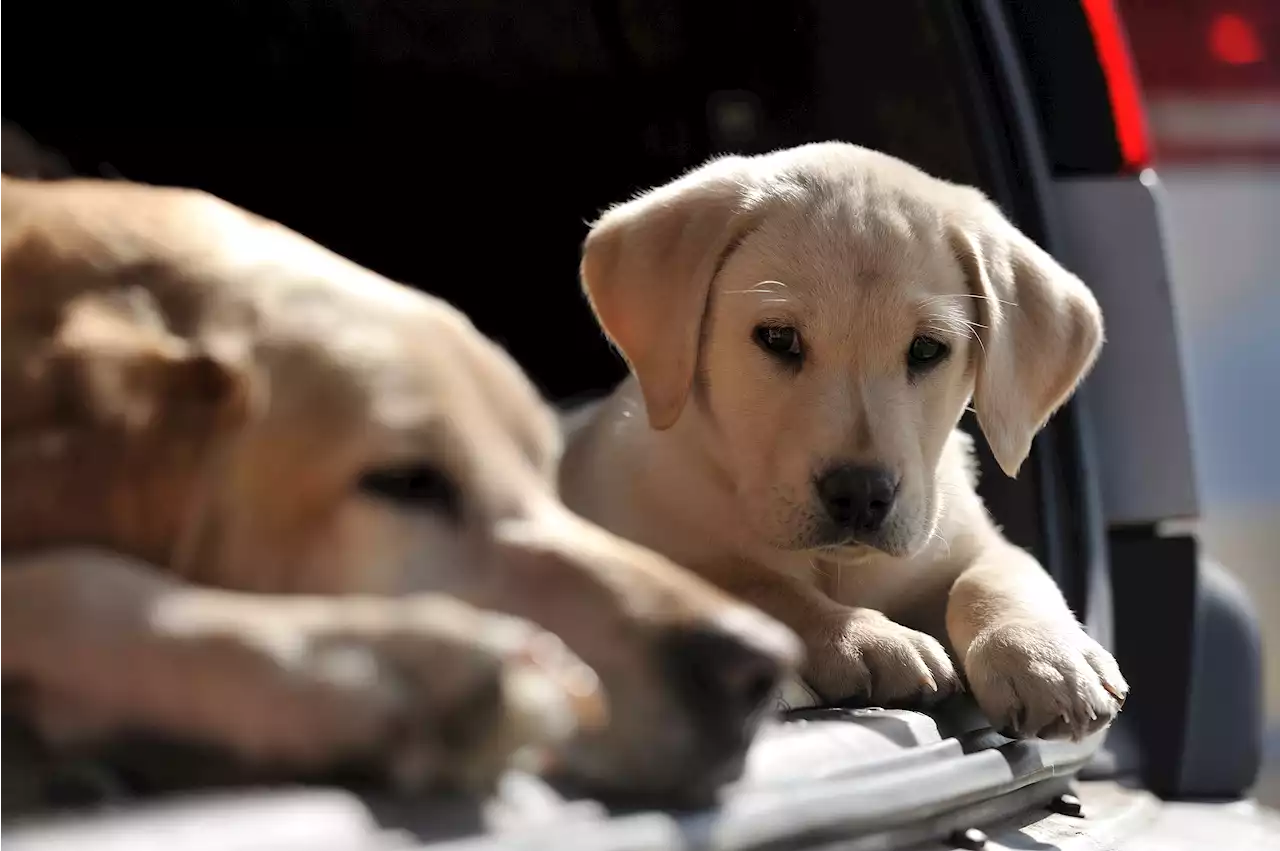 How to prepare your pets, livestock for Hurricane Hilary