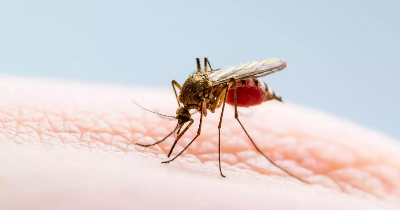 Maryland reports first locally acquired malaria case in 40 years