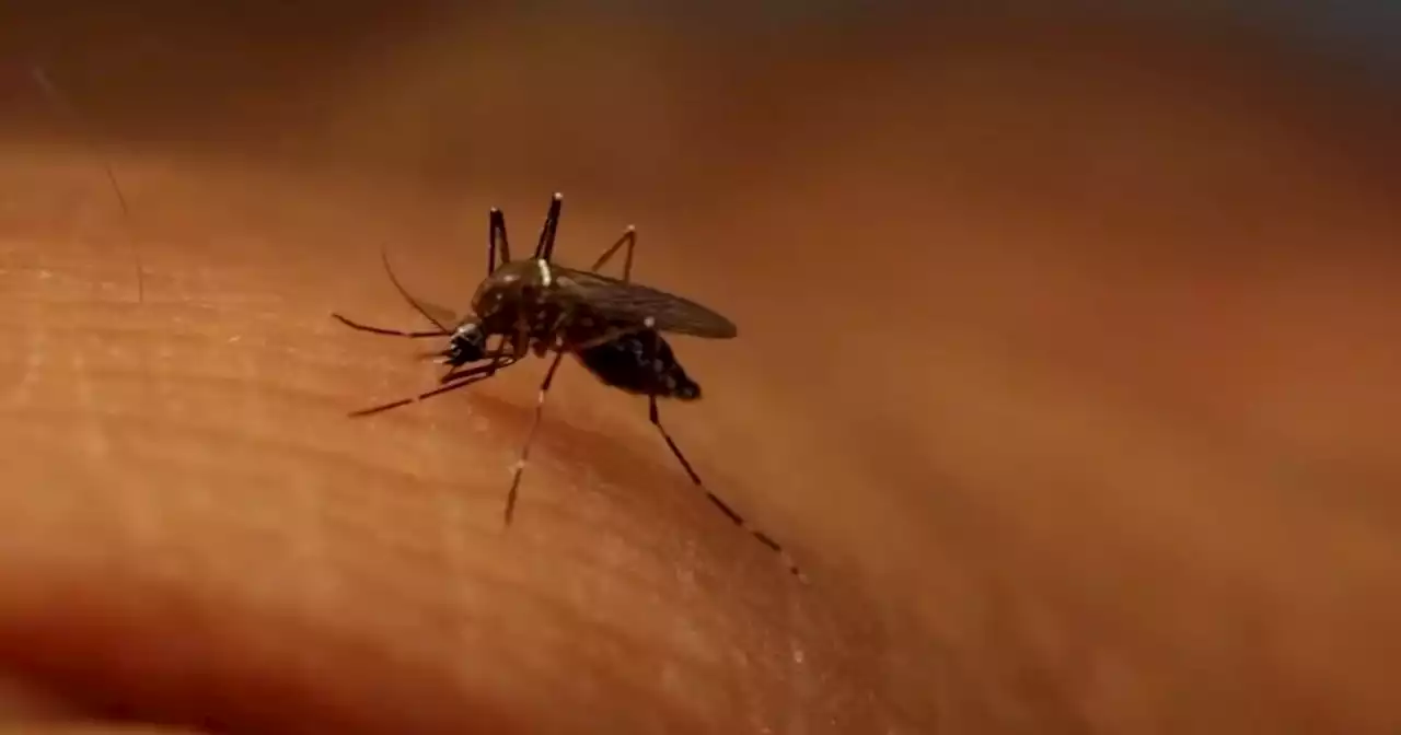 Locally acquired malaria case reported in Maryland