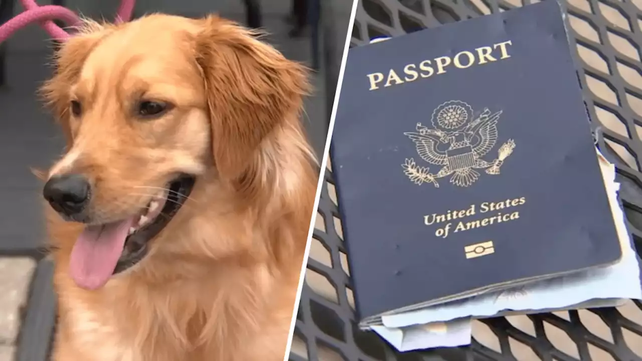 Days before this Boston couple is set to marry in Italy, their dog ate the groom's passport