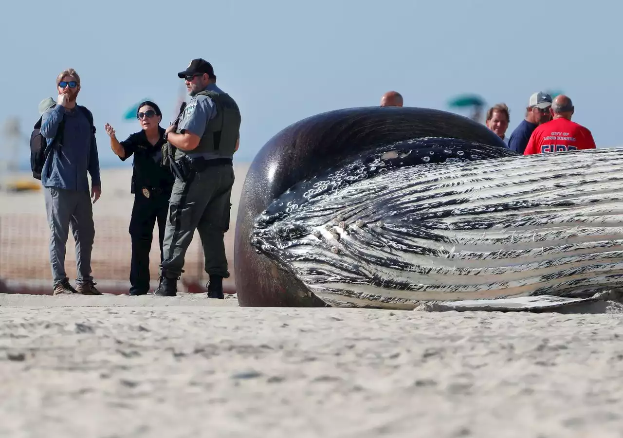 Humpback whale likely killed after 2 vessel strikes, first responders say