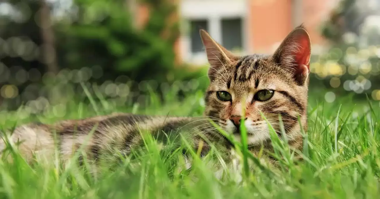 Common item that will keep cats away from your garden