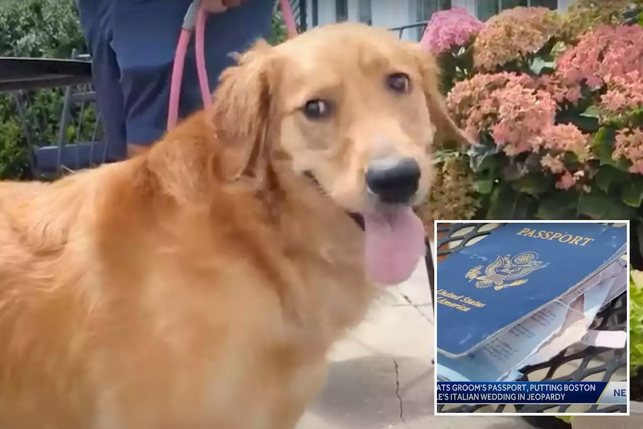 Boston couple’s dog eats passport days before wedding in Italy