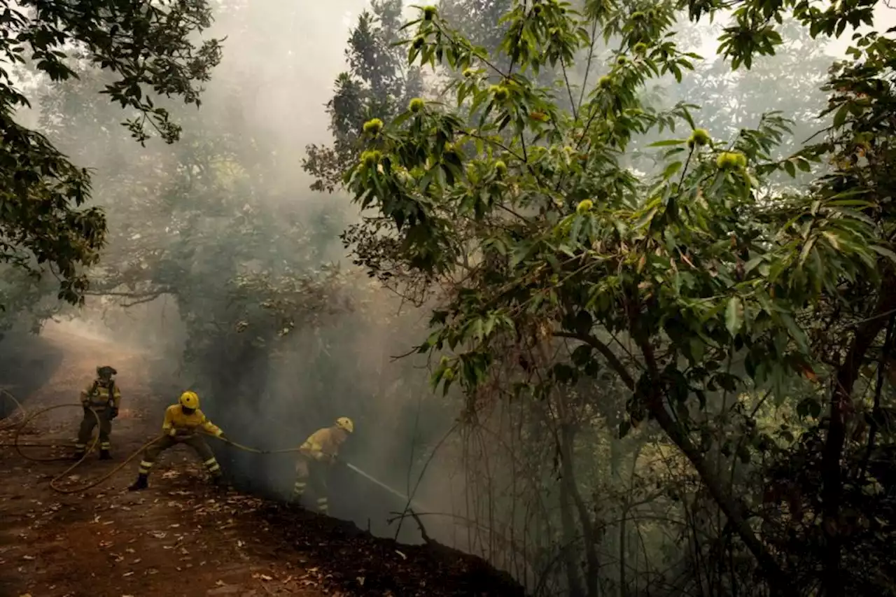 Cooler weather overnight helps firefighters battling Tenerife wildfire