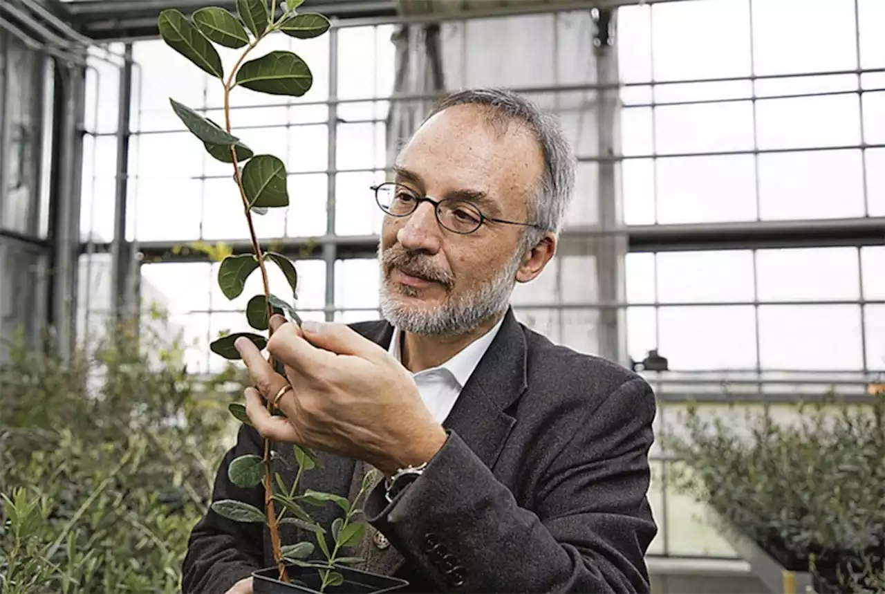 Livro: “A Planta do Mundo”