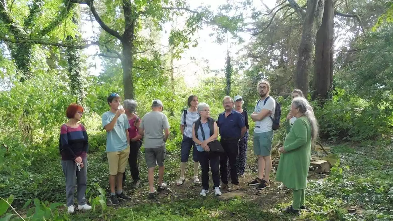 À Sens-de-Bretagne, ils ne veulent pas que ces arbres disparaissent au profit de logements