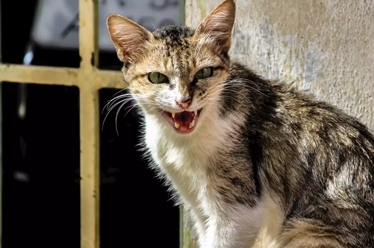 Organizations seek help as surge in stray cats overwhelms NYC neighborhoods: ‘This is not normal’