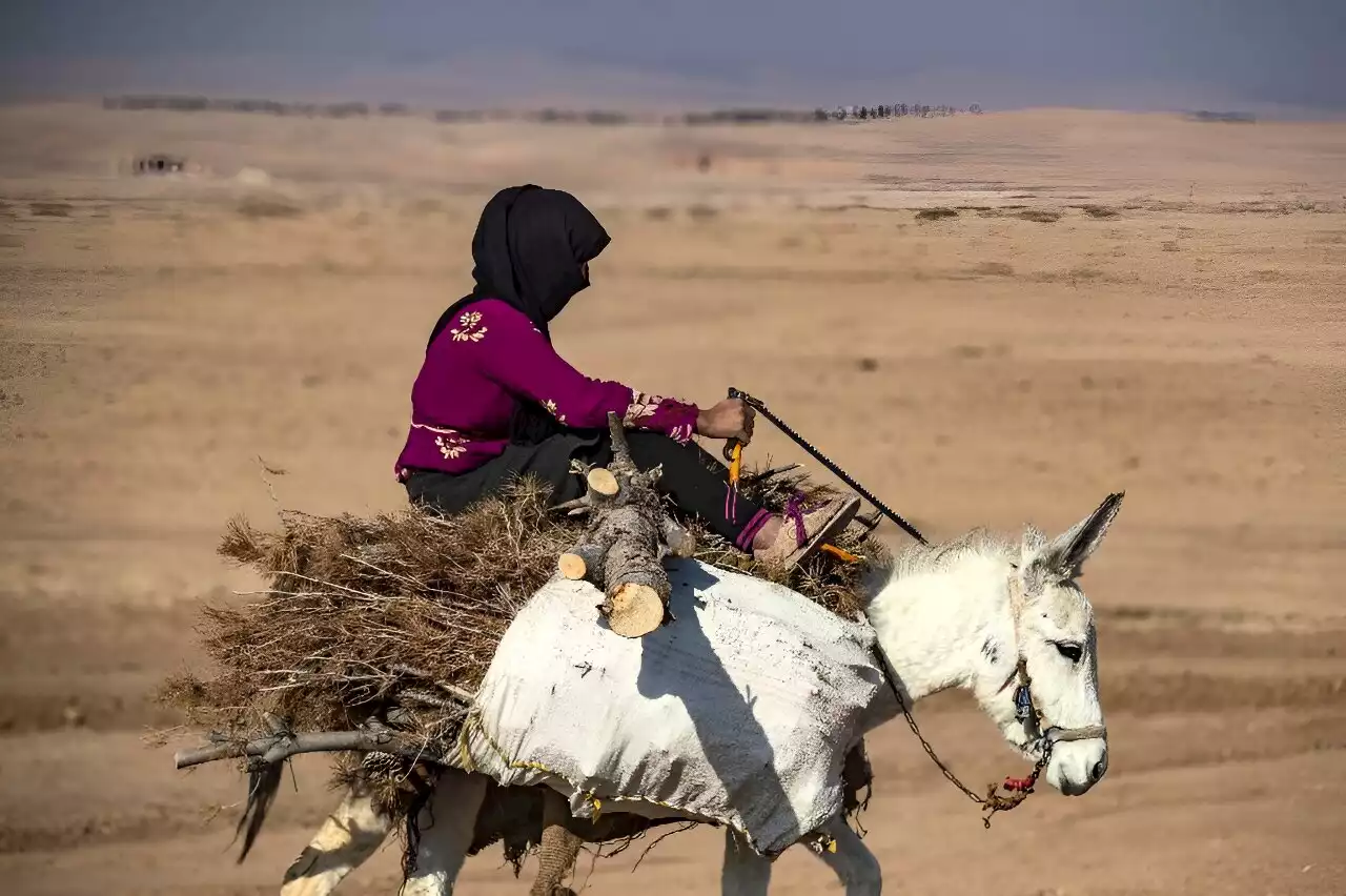 Illegal logging turns Syria's forests into 'barren land'