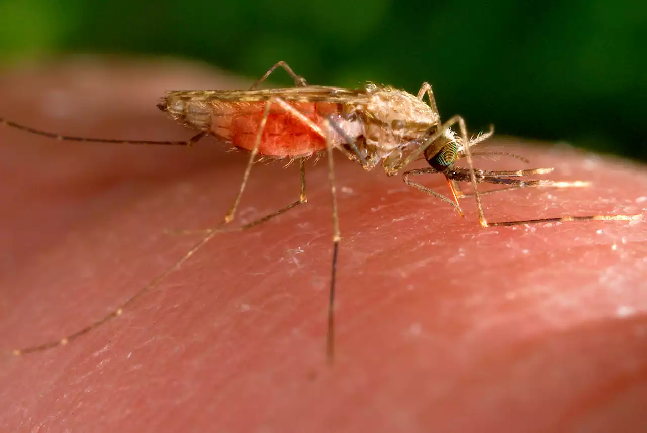 Florida malaria cases baffle experts