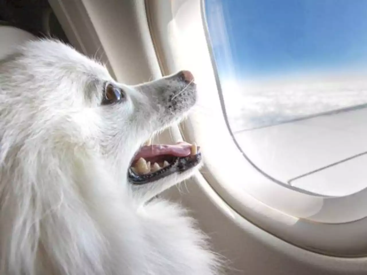 Estos son los requisitos si desea viajar en avión con su perro o gato