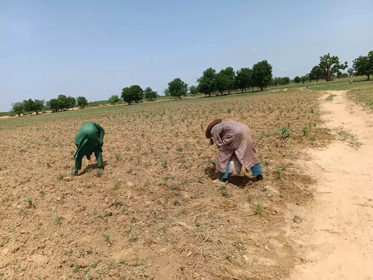 SPECIAL REPORT: Inside the failure of Nigeria's Anchor Borrowers Programme for farmers