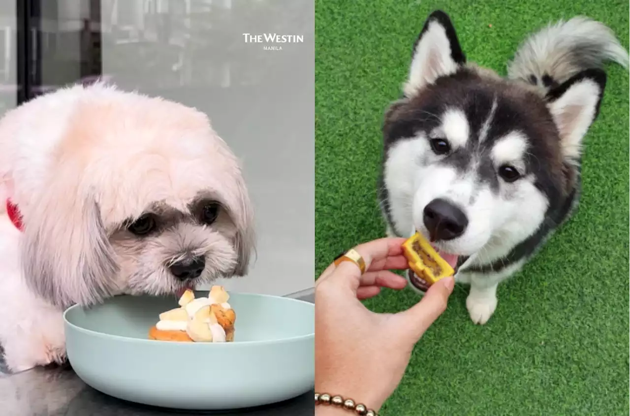 Bon appetit, furbabies! These spots in Metro Manila offer specialized pet menus