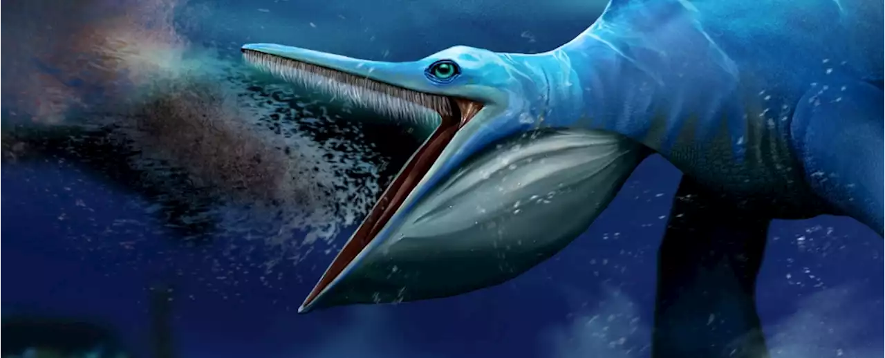 This Ancient Marine Reptile Ate Like Today's Filter-Feeding Whales