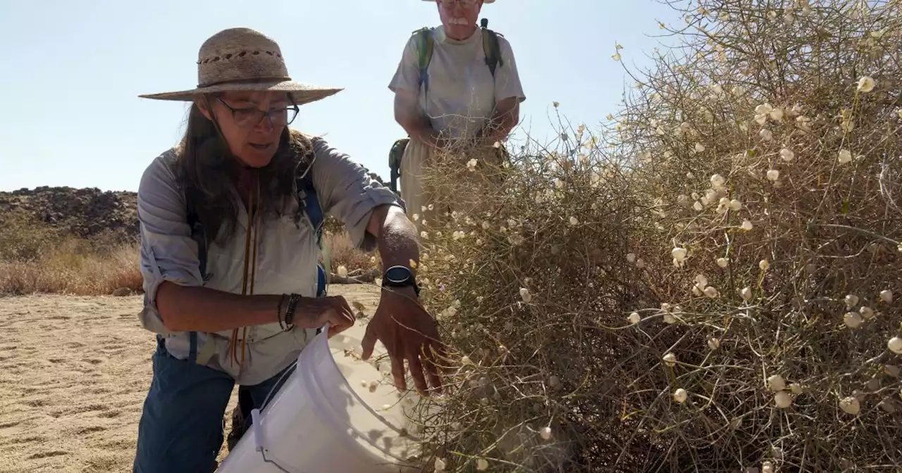 California's big bloom aids seed collectors as climate change and wildfires threaten desert species