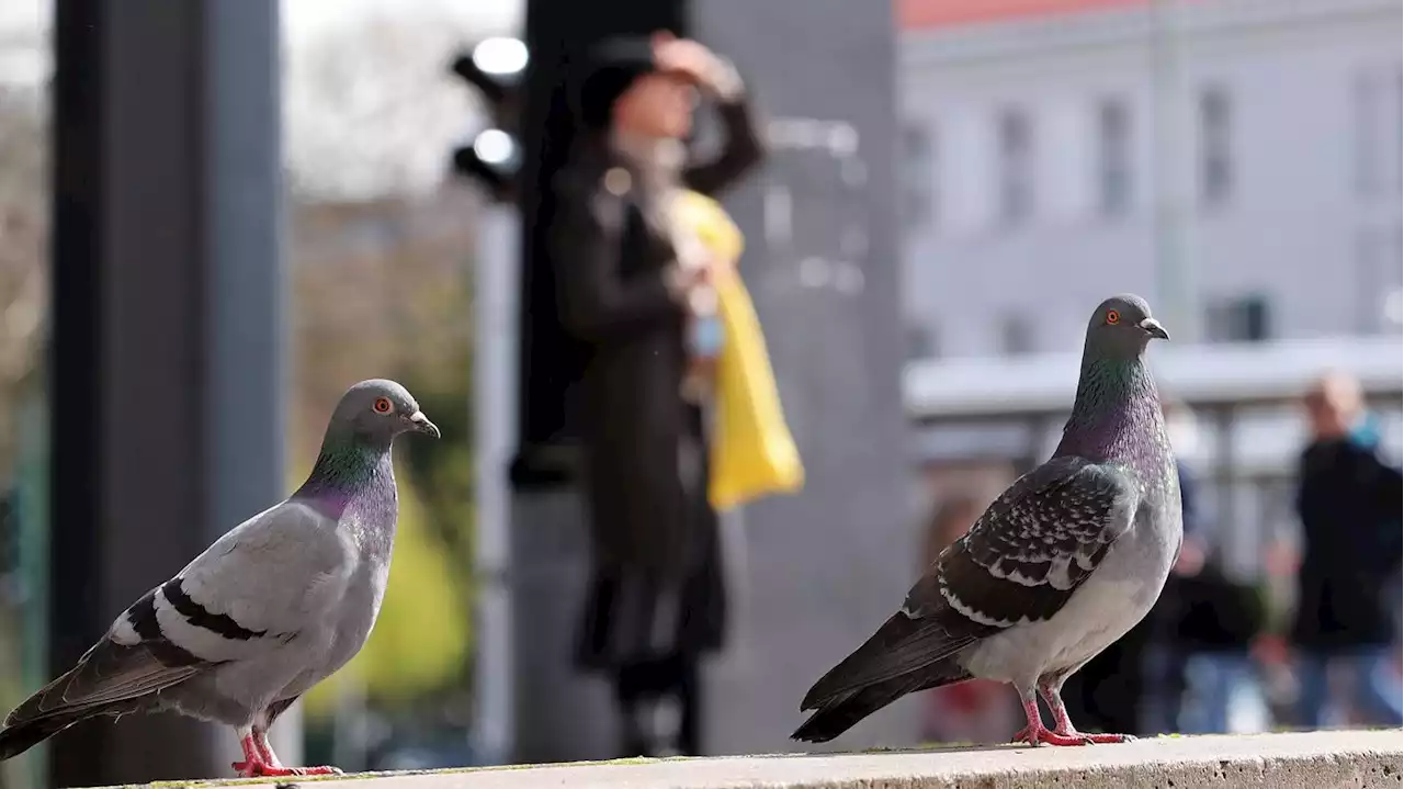 Nach Kritik von Tierschützern: Hauptbahnhof Potsdam bekommt Taubenschlag