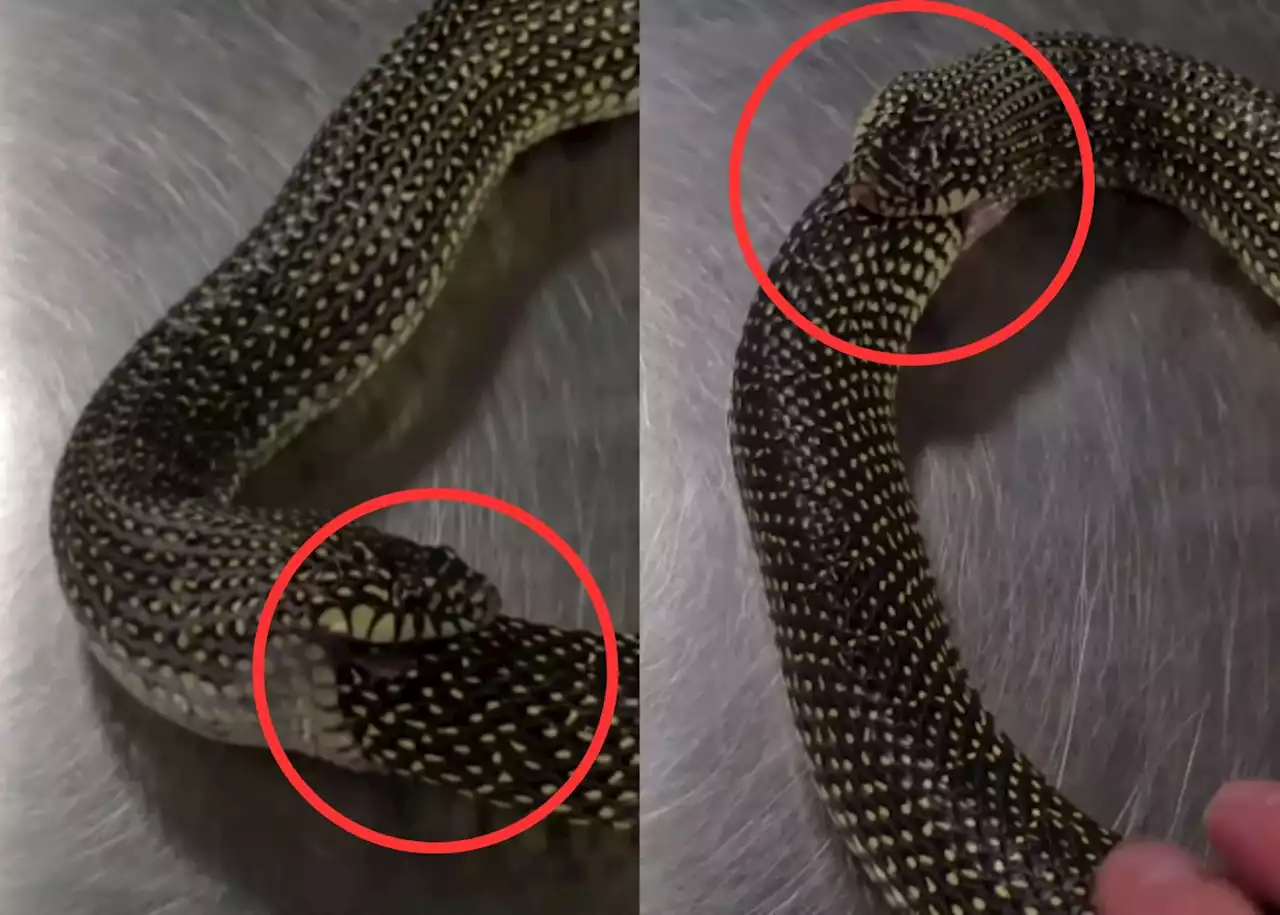 EISH WENA: Snake trying to eat itself 😲 [Video]