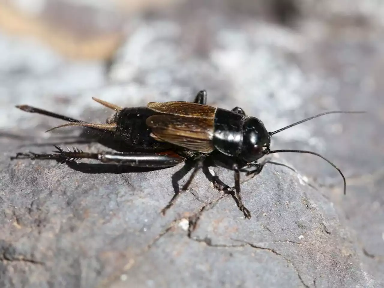 Crickets in Saskatchewan might be singing to your good fortune