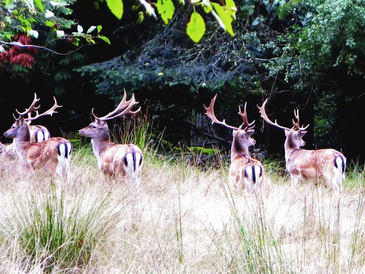 Restoration of Sidney Island ecosystem 'not feasible' without full eradication of invasive deer, Parks Canada says