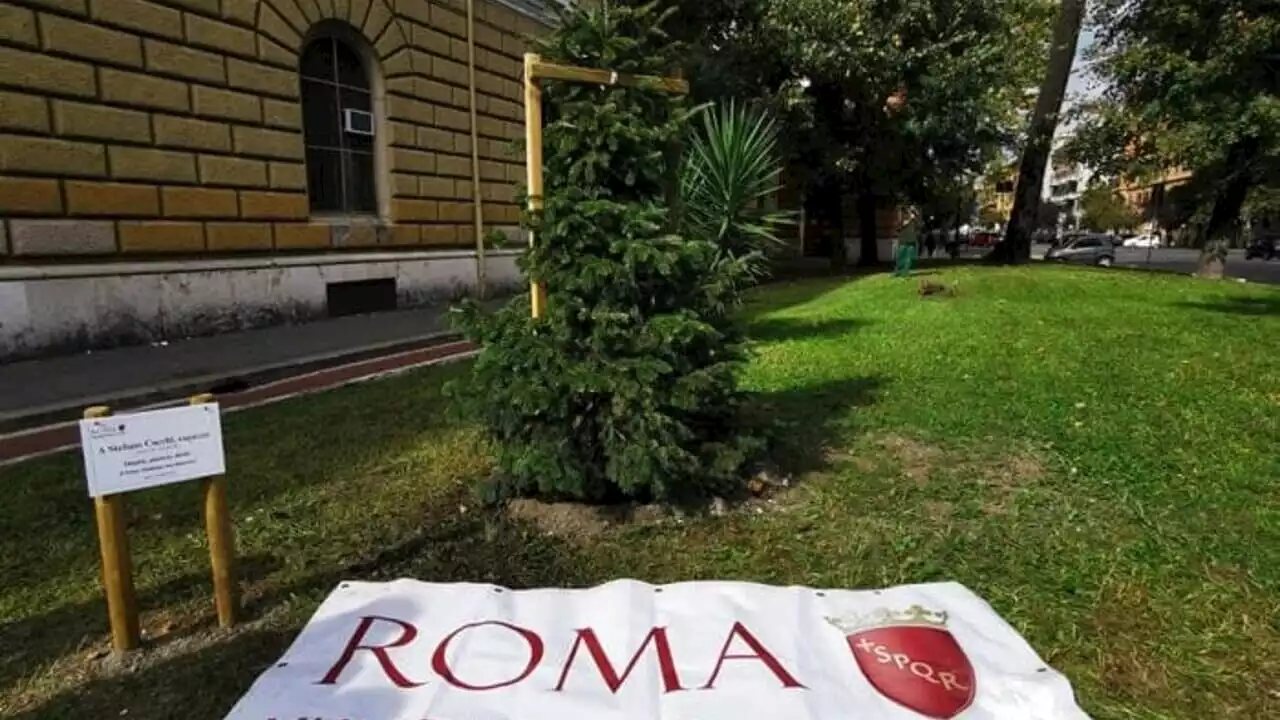 L'albero e la targa dedicati a Stefano Cucchi sono scomparsi