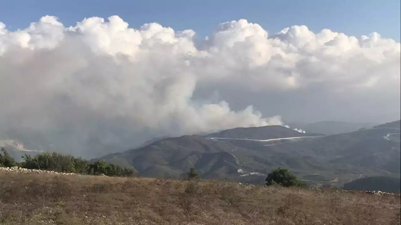 Illegal logging and conflict turns Syria's forests into 'barren land'